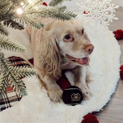 Live, laugh, bark!