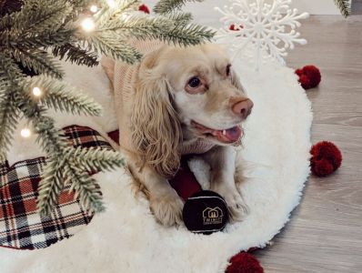 Pets allowed.